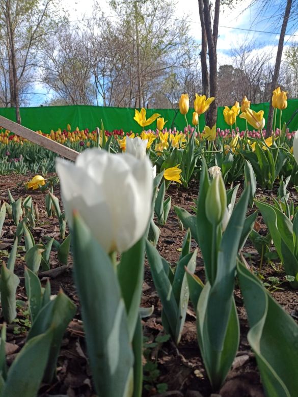 Tiene una plantación de tulipanes en el corazón del Valle de Calamuchita