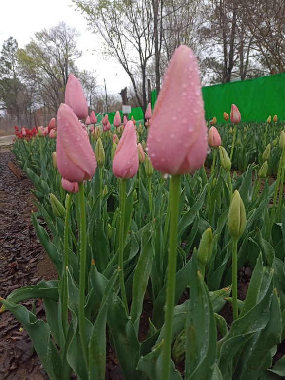 Tiene una plantación de tulipanes en el corazón del Valle de Calamuchita