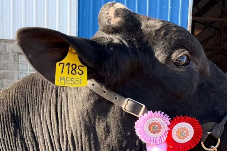 Compraron a Messi en San Francisco, un Toro de la Raza Holando