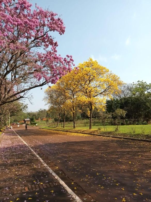 Un pueblito misionero deslumbra con sus lapachos en primavera