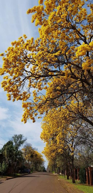 Un pueblito misionero deslumbra con sus lapachos en primavera