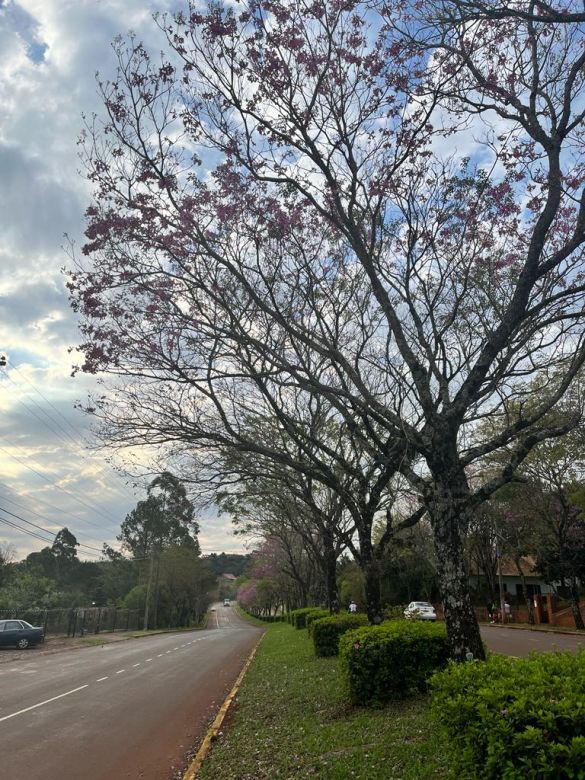 Un pueblito misionero deslumbra con sus lapachos en primavera