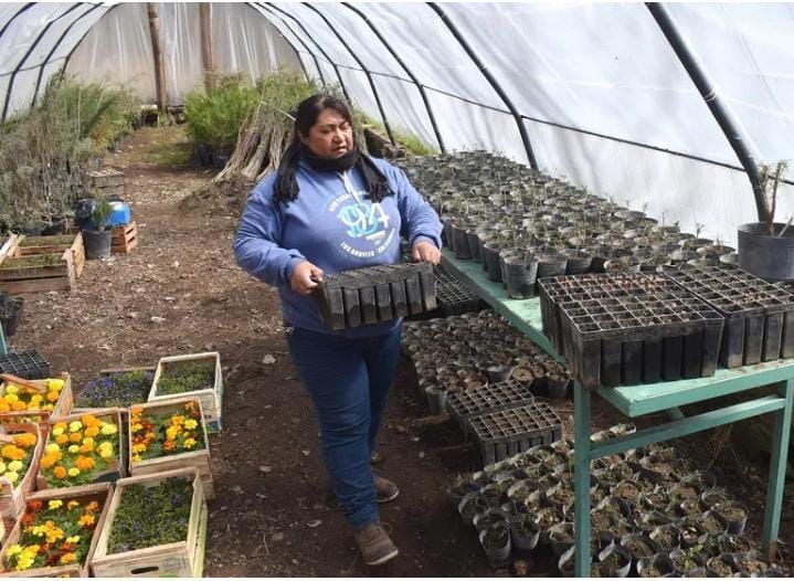 En Zapala, siembran piñones para ayudar a la naturaleza cordillerana 