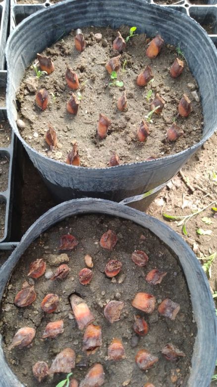 En Zapala, siembran piñones para ayudar a la naturaleza cordillerana 