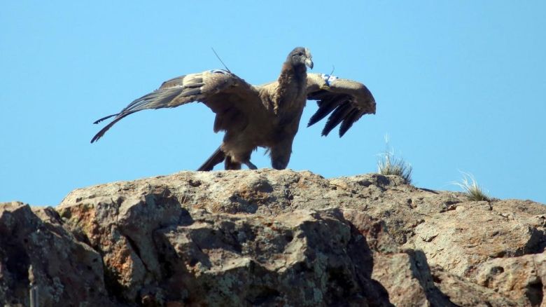 Liberaron con éxito a tres pichones de cóndor andino y ya son 69 los devueltos a la naturaleza