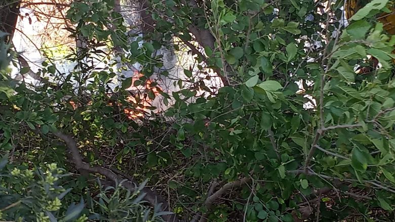 Incendios en el sector de campo La Piedra: intruso huyó tras iniciar un foco ígneo cerca de una vivienda 