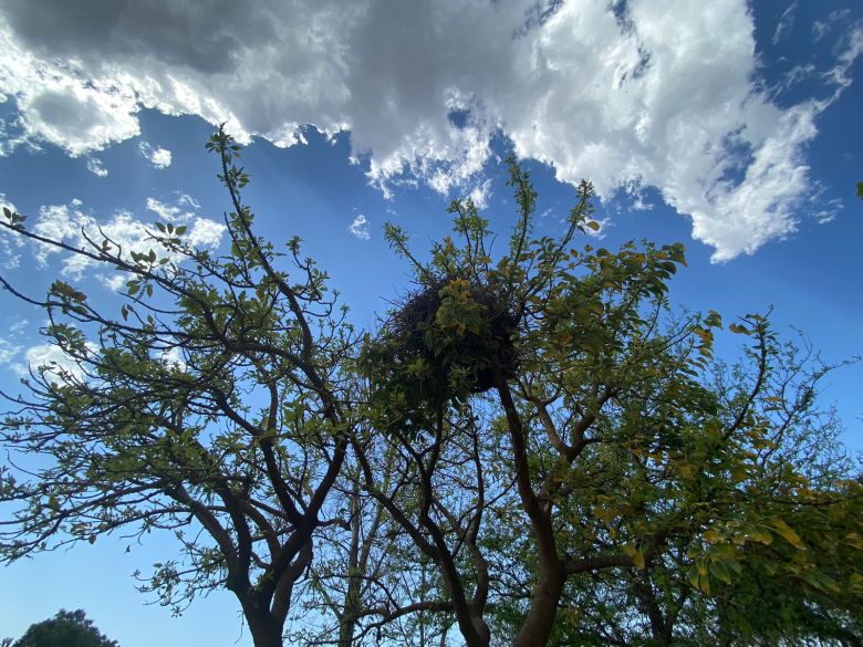 LV16 planta árboles en distintos sectores de la ciudad por los 72 años de la emisora