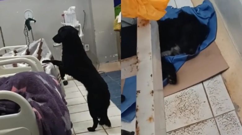 Un perro acompañó a su dueño hasta el hospital, pero tuvo un triste final: “El hombre escapó y lo abandonó” 