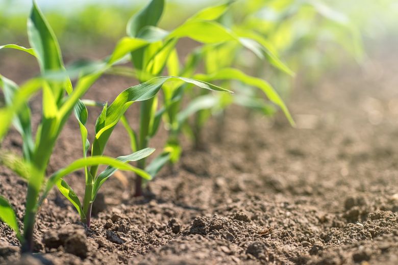 Tras las lluvias, el campo comienza la siembra de maíz