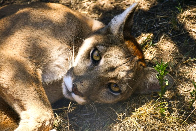 Se trasladaron dos pumas al Centro de Rescate Pumakawa