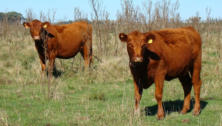 Aparecieron vaquillonas faltantes en un  campo de Serrano y no descartan acción de perros cimarrones