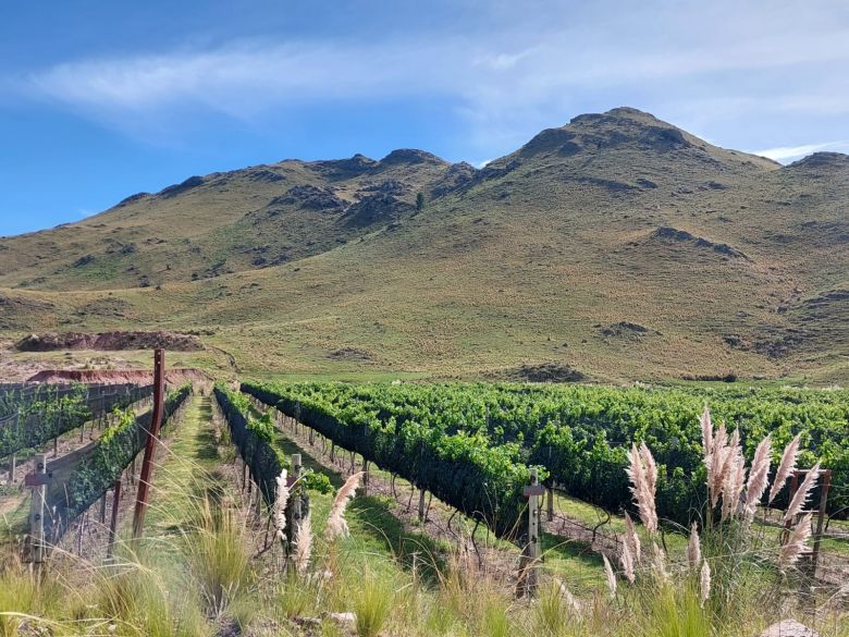 Una familia transformó su razón de ser e ideó en Río de los Sauces una bodega muy original