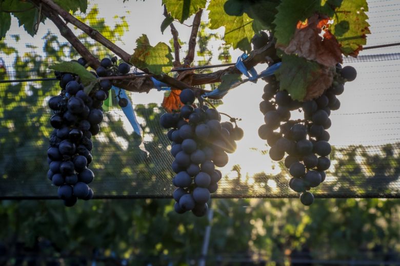 Una familia transformó su razón de ser e ideó en Río de los Sauces una bodega muy original