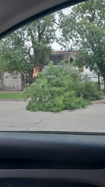 La tormenta que pasó por la ciudad afectó con intensidad a barrio Alberdi