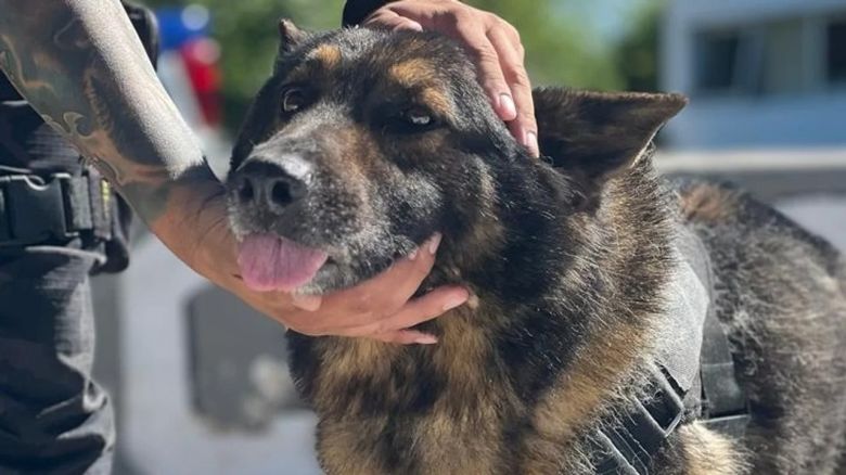 Emoción en el retiro de Ursus, el ovejero alemán especialista en búsquedas de restos biológicos