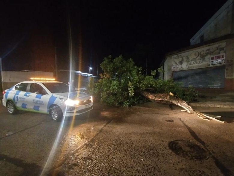 Fuertes tormentas hicieron destrozos en la ciudad