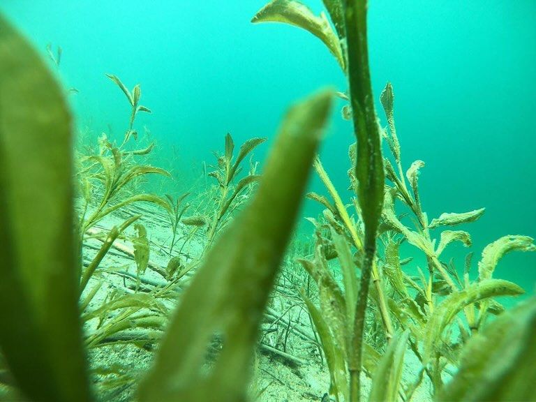 Buceo bajo hielo en Caviahue, una novedosa actividad que devela misterios sumergidos en el agua