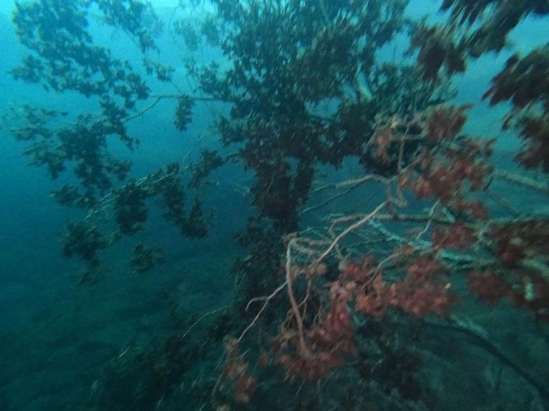 Buceo bajo hielo en Caviahue, una novedosa actividad que devela misterios sumergidos en el agua