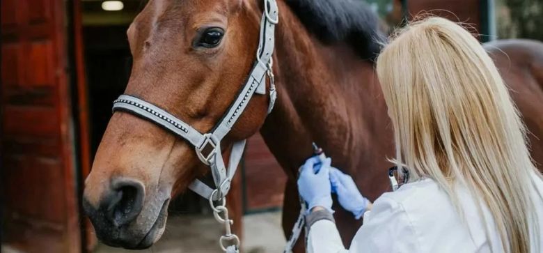 Después de 27 años se dio el primer contagio en humano de encefalitis equina 