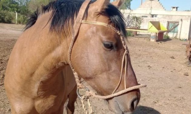 No cesa el robo de caballos: se llevaron un padrillo bayo gateado de la Buteler 