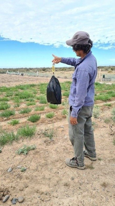 “Espárragos de mar” para la gastronomía: un desarrollo productivo con perspectiva ambiental