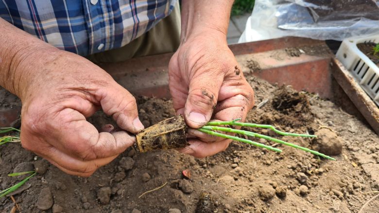 “Espárragos de mar” para la gastronomía: un desarrollo productivo con perspectiva ambiental