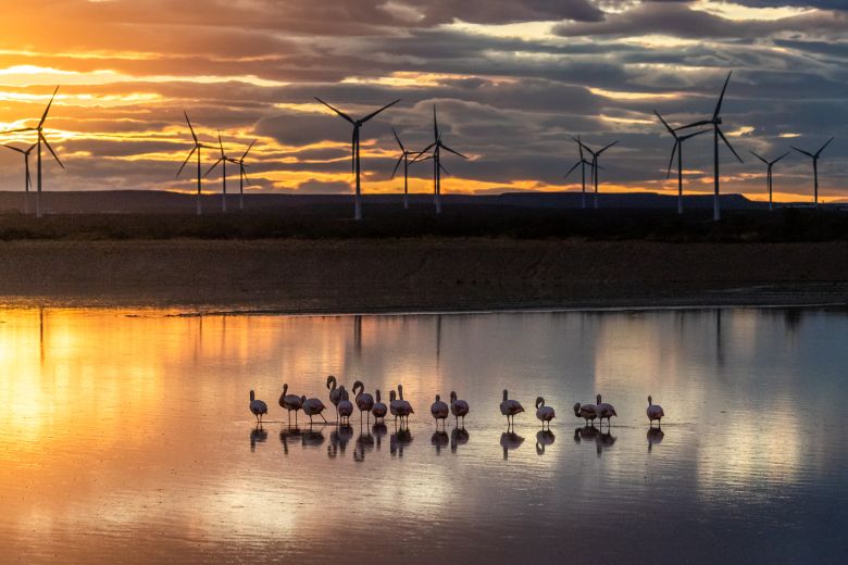 “Espárragos de mar” para la gastronomía: un desarrollo productivo con perspectiva ambiental