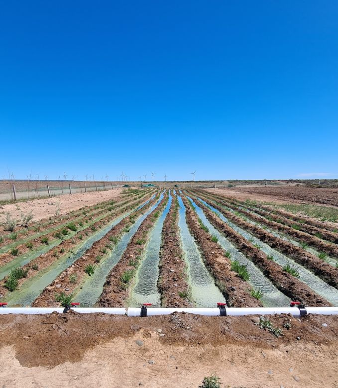 “Espárragos de mar” para la gastronomía: un desarrollo productivo con perspectiva ambiental