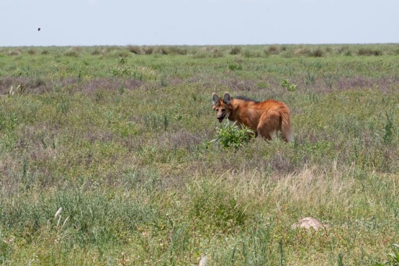 Conservación: tras ser rehabilitado fue liberado un aguará guazú