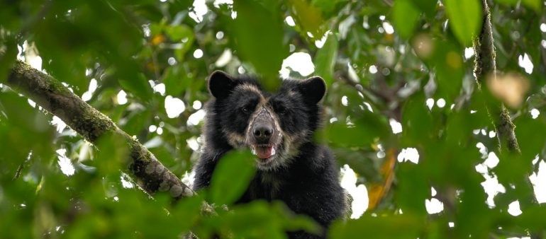 El oso andino en Ecuador