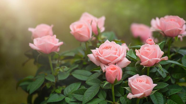 El color rosa no existe en la naturaleza