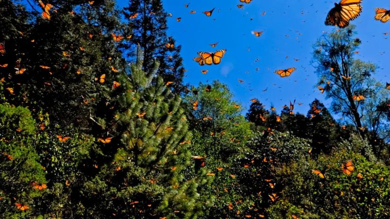 Los desafíos que enfrenta la impresionante ruta de la mariposa monarca 