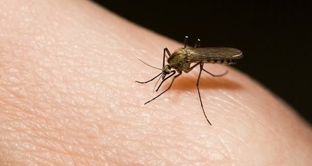 Confirman el primer caso de dengue en la ciudad y comienzan a fumigar 