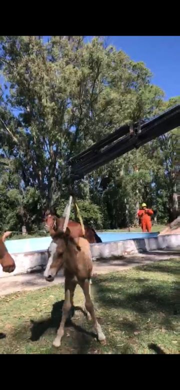 Con la utilización de una grúa, bomberos de Sampacho rescataron una yegua que había caído a una pileta