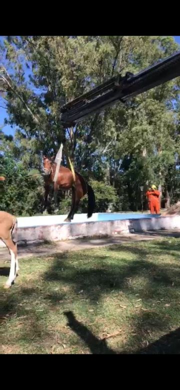 Con la utilización de una grúa, bomberos de Sampacho rescataron una yegua que había caído a una pileta