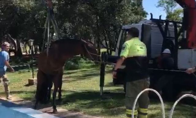 Con la utilización de una grúa, bomberos de Sampacho rescataron una yegua que había caído a una pileta