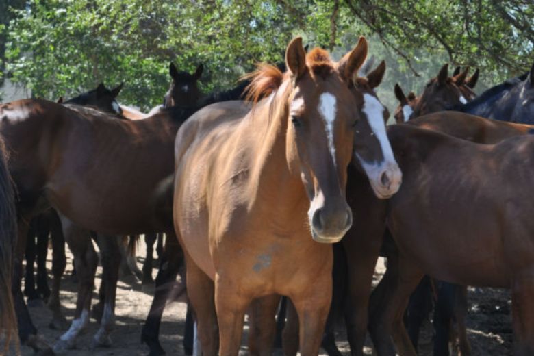 Confirman 3 casos humanos de encefalitis equina del oeste provincial