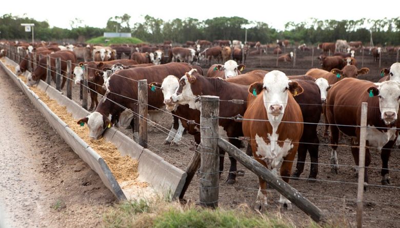 Monte Maíz: una problemática sanitaria en engorde de corral causó la muerte de varios animales