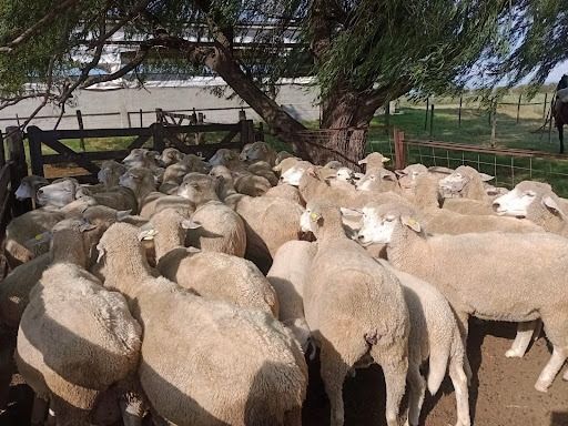 Denuncian que se robaron animales del área reproducción animal de la Facultad de Veterinaria de la Universidad