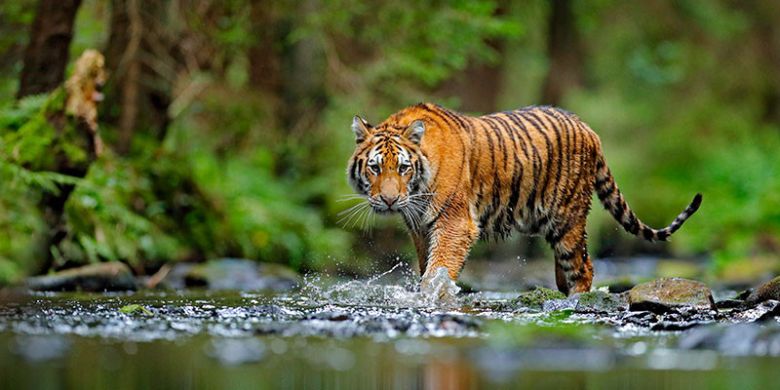 3 de marzo Día Mundial de la Vida Silvestre