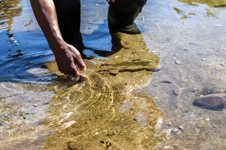 Ambiente coordina esfuerzos para restaurar poblaciones del dorado en el Río Ctalamochita