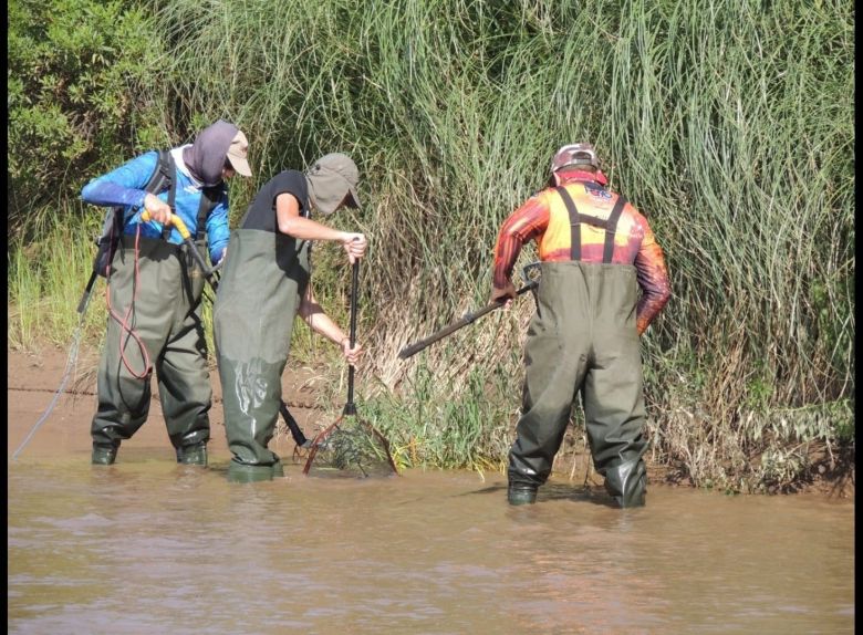 Estiman que hay más de 17 especies de peces en las aguas del lago Villa Dalcar