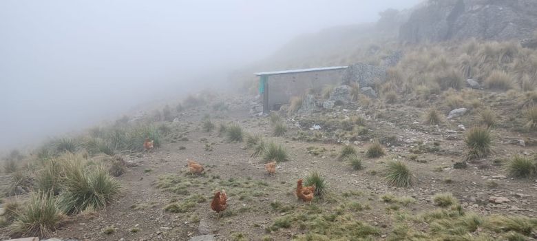 “Vacas y caballos vienen hacia la parte de mi casa cuando hay cambio de tiempo”