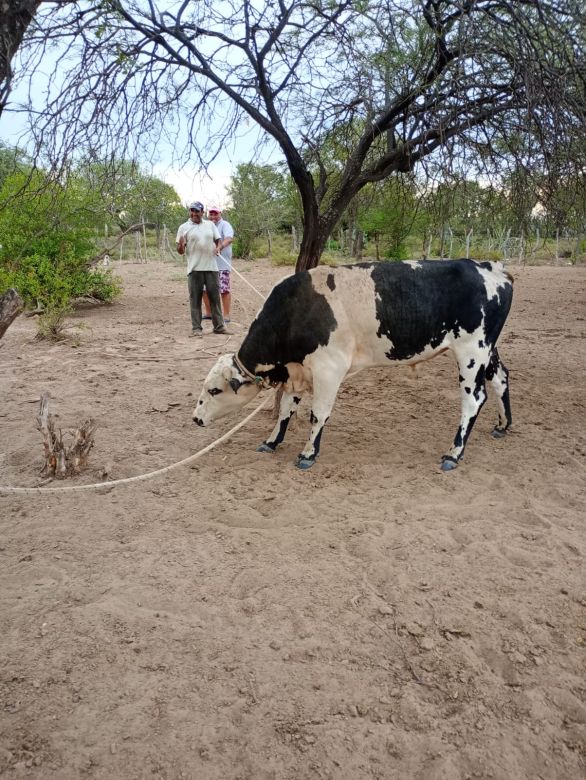 “Vacas y caballos vienen hacia la parte de mi casa cuando hay cambio de tiempo”