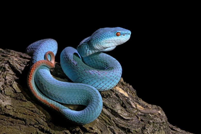 ¿Una serpiente azul? Conoce a esta pequeña (pero venenosa) víbora asiática