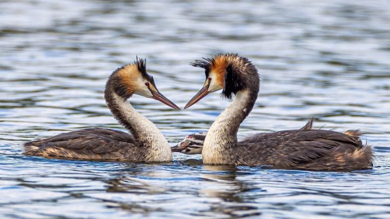 Aves danzantes 