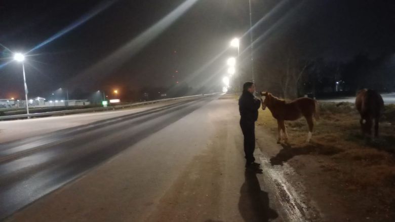 Guardia Local de Prevención intervino durante el fin de semana