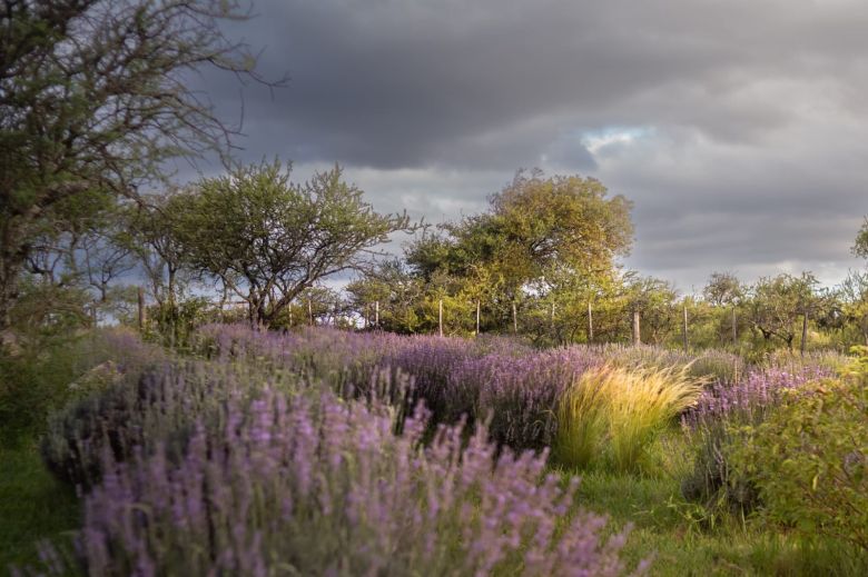 Aromaherba: un mundo de sensaciones detrás de los aromas