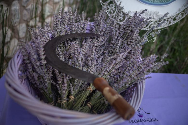 Aromaherba: un mundo de sensaciones detrás de los aromas