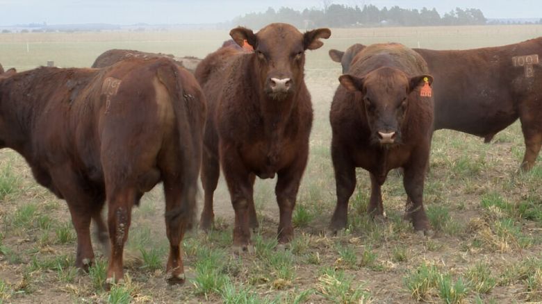 Preparan su remate anual del grupo Colorados del Centro en la Cabaña L’Arachide